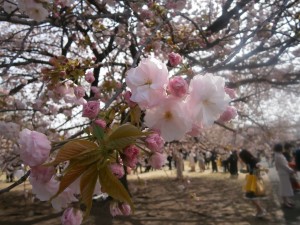 桜を見る会2